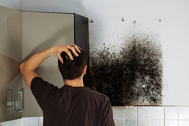 Professional Mold Remediation in Pleasant View, TN