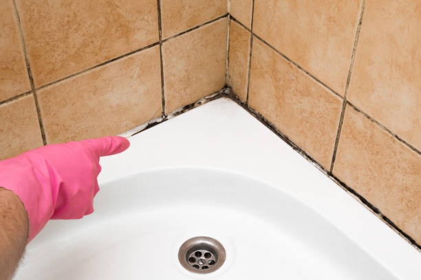 Best Residential Mold Remediation in Pleasant View, TN